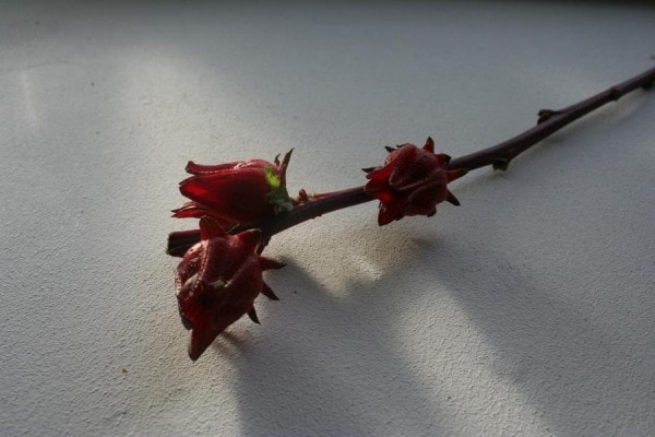 object (7)