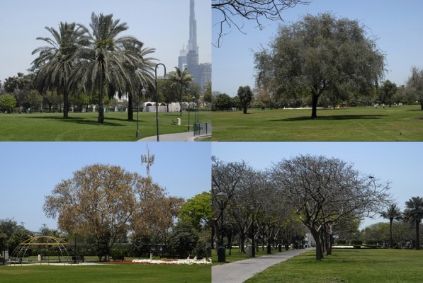 RO_1_trees