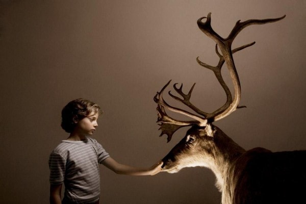 Reindeer Reindeer