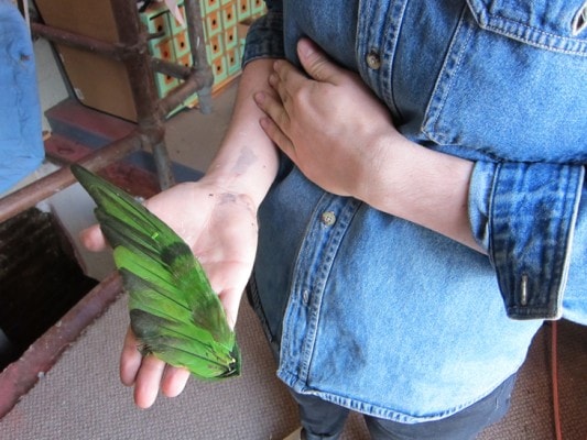 first feather