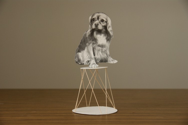 CKCS I am a circus puppy CKCS I am a circus puppy