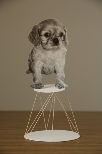 CKCS I am a circus puppy too CKCS I am a circus puppy too