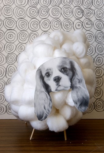 CKCS the ckcs who thought it was a sheep CKCS the ckcs who thought it was a sheep
