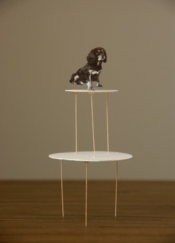 CKCS wedding cavalier king charles spaniel CKCS wedding cavalier king charles spaniel
