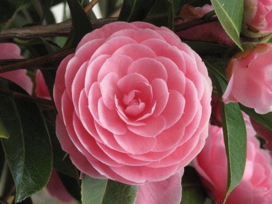 15PETALS