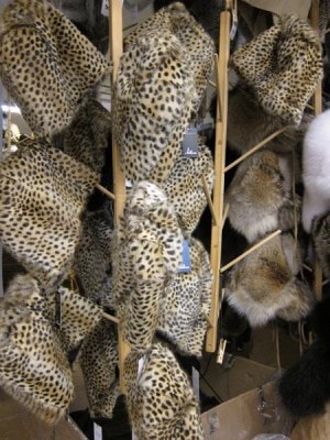 leopard leopard