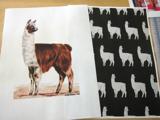 llama llama