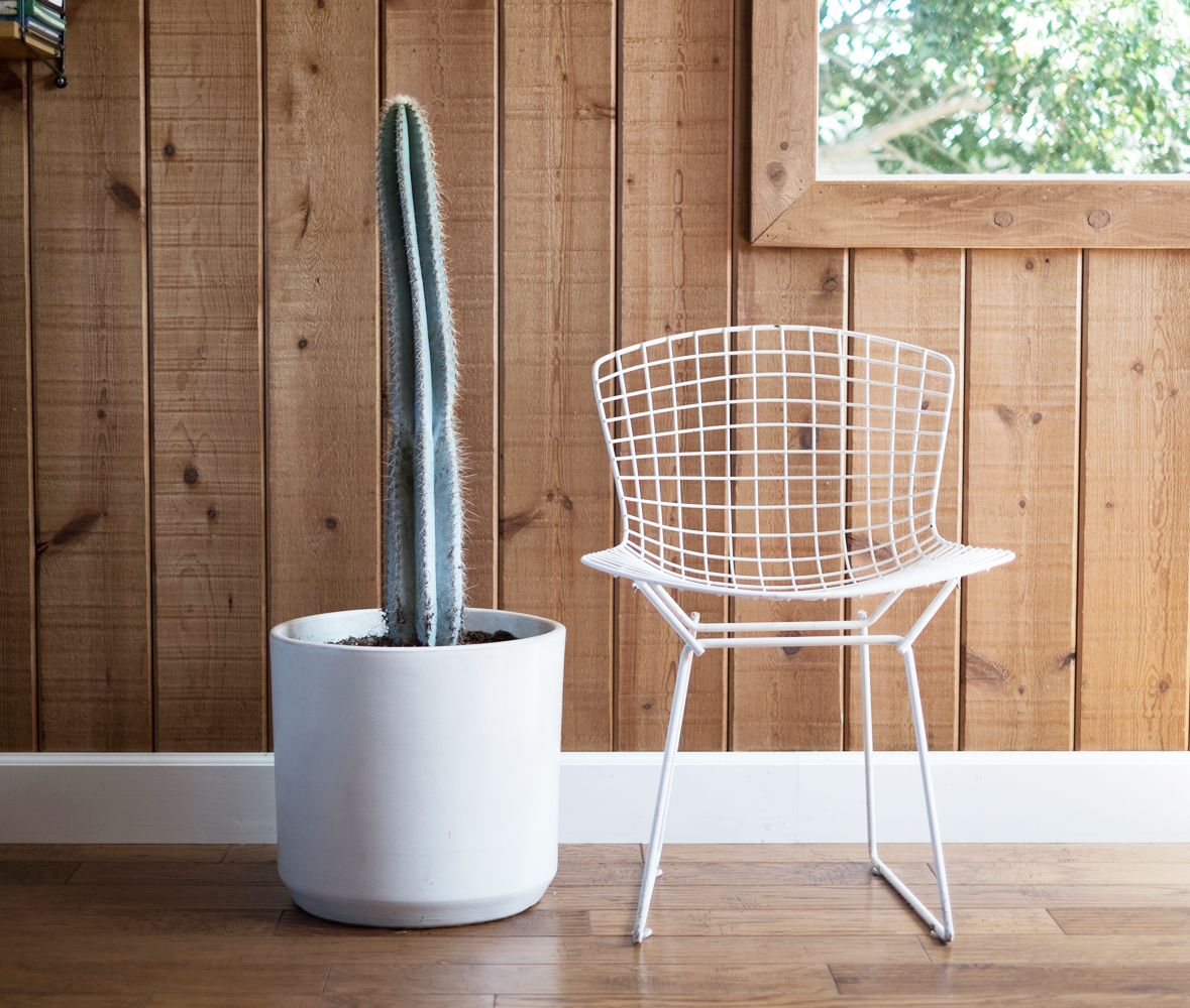 Stylish Oversized Planters and Where to Find Them