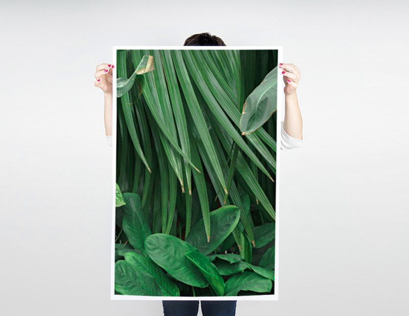 Debbie Carlos Palms Poster