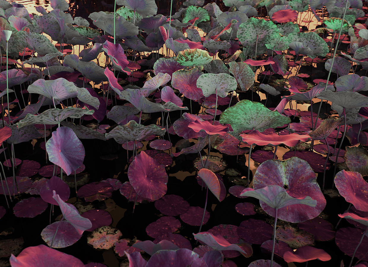 VENUS’ GARDENS The water lily is a plant symbolically linked the mysteries, the imagination, dreams, depths of the unconscious. It’s a plant that dies and regenerates underwater to finally bloom and blossom on the surface. Between air and water, it cohabitates with the aquatic world and the reflections of the clouds like a mirror. The dimension of interpretations is multiple and fascinating. Nature as a subject is inspiring and plunges into reflection and reverie. Through « Venus’ Gardens » serie, there is the need to make nature allpowerful through the aesthetics of treatment. Making it supreme and invulnerable. The set of complementary colors and lights I worked allows to illuminate the photo and thus facilitate the immertion of the look in contemplation. Altering the colors brings makes me feeling born to new emotions, creating a surrealist context.