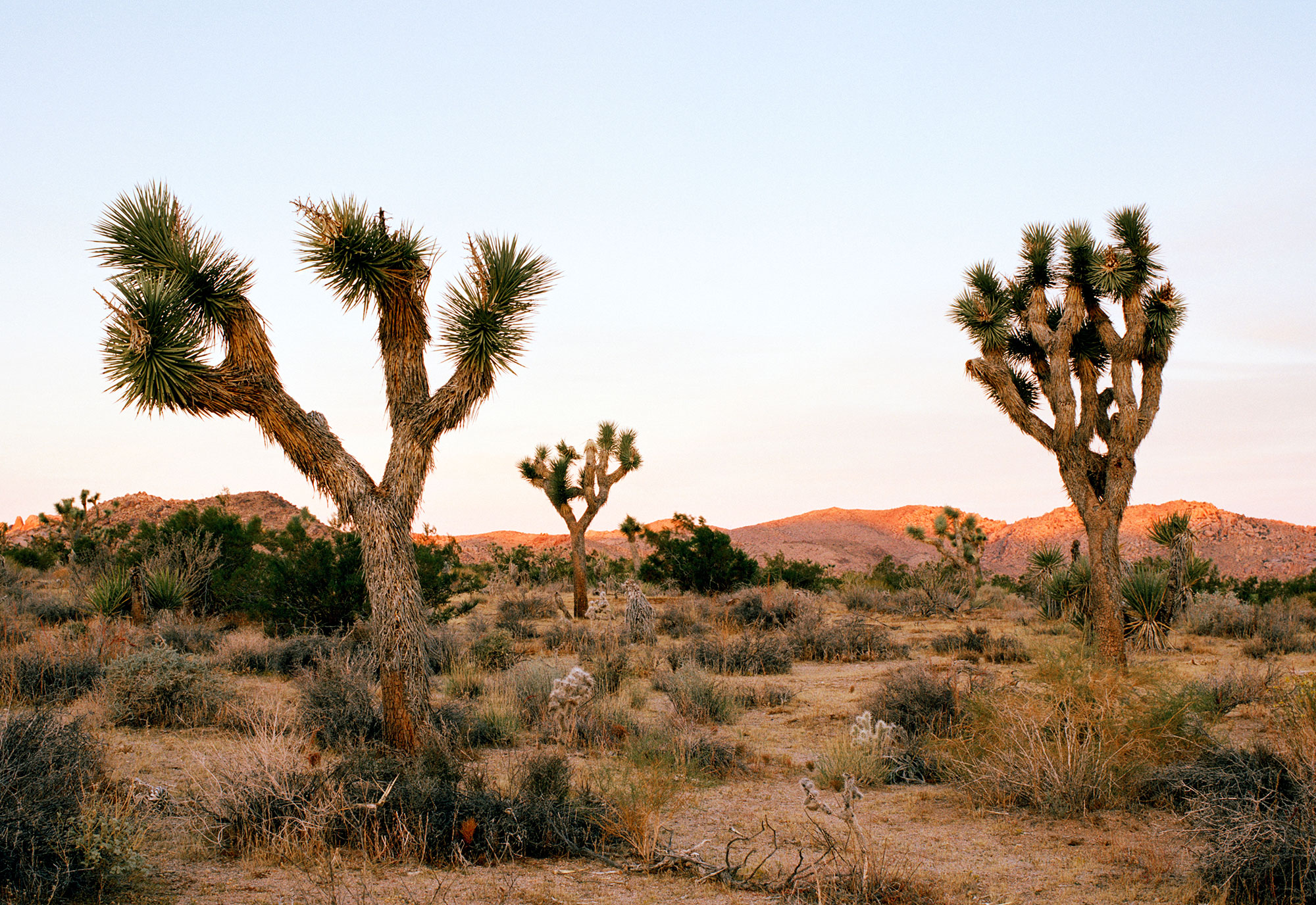 USA,California,Joshua Tree National Park