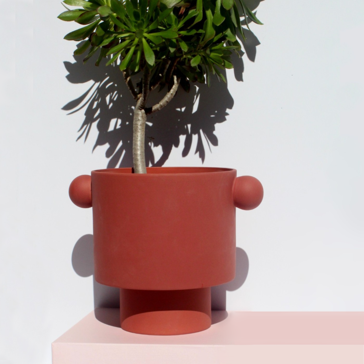 knobplanter