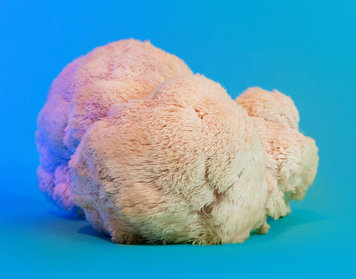 phyllis ma_blue-lions-mane