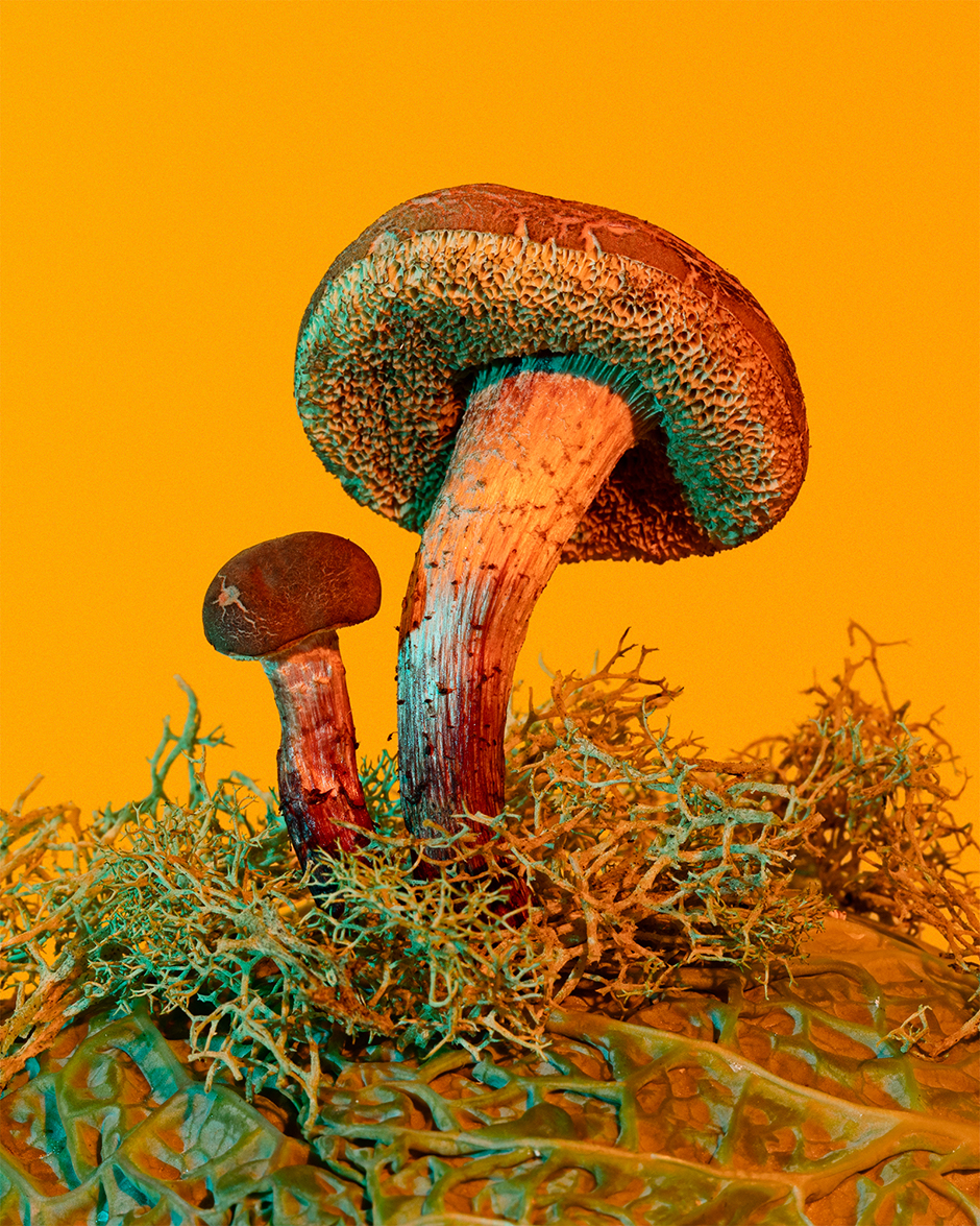 phyllis ma_green-wood boletes